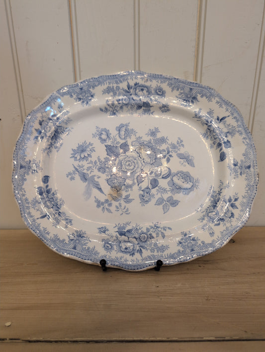 Asiatic Pheasant M Scalloped Platter